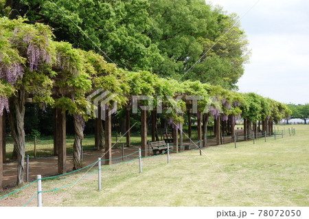 多々良沼のふじ 多々良沼のふじ 78072050