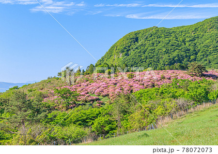 ミヤマキリシマと万年山 大分県 ミヤマキリシマと万年山 大分県 78072073