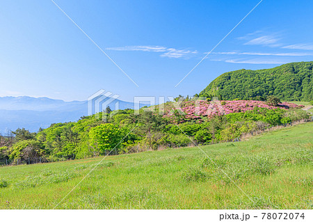 ミヤマキリシマと万年山 大分県 ミヤマキリシマと万年山 大分県 78072074