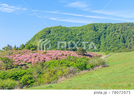 ミヤマキリシマと万年山 大分県 ミヤマキリシマと万年山 大分県 78072075