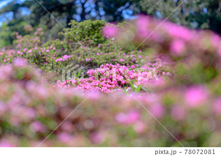 ミヤマキリシマ 万年山 大分県 ミヤマキリシマ 万年山 大分県 78072081