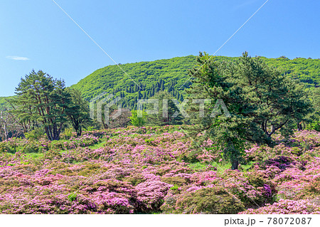 ミヤマキリシマ 万年山 大分県 ミヤマキリシマ 万年山 大分県 78072087