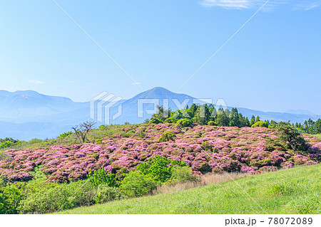 万年山から見たミヤマキリシマとくじゅう連山 大分県 万年山から見たミヤマキリシマとくじゅう連山 大分県 78072089