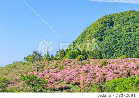 ミヤマキリシマと万年山 大分県 ミヤマキリシマと万年山 大分県 78072091