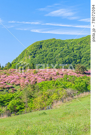 ミヤマキリシマと万年山 大分県 ミヤマキリシマと万年山 大分県 78072094