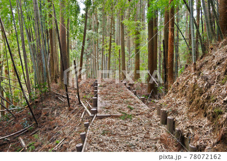 雑木林の木道 78072162