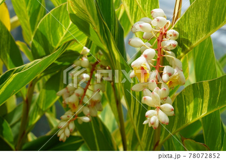 5月 鎌倉1214キフゲットウ(月桃)・ショウガ科・大船フラワーセンター 5月 鎌倉1214キフゲットウ(月桃)・ショウガ科・大船フラワーセンター 78072852