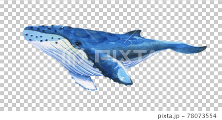 <水彩> 手繪的座頭鯨,微笑著優雅從容地游泳 <水彩> 手繪的座頭鯨,微笑著優雅從容地游泳 78073554