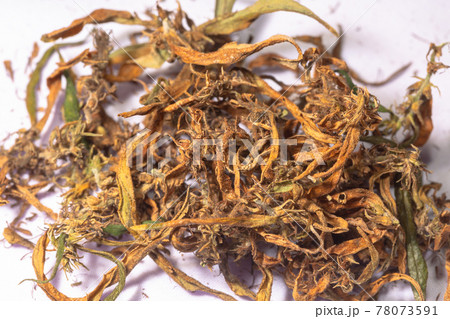 close up Dried Marijuana flower to extract CBD. 78073591