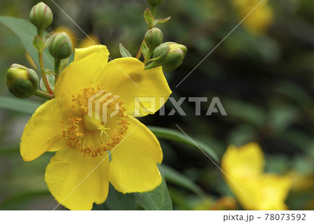 梅雨に輝くヒペリカムヒドコートの黄色い花 78073592