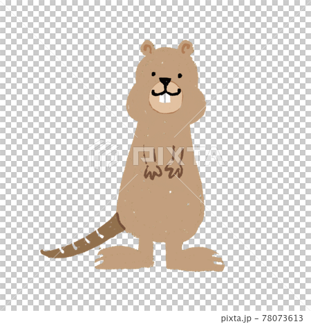 クアッカワラビー オーストラリアの動物のイラスト素材
