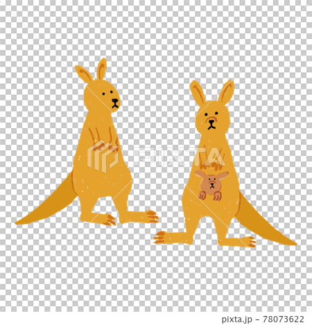 カンガルー オーストラリアの動物 カンガルー オーストラリアの動物 78073622