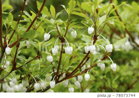 ドウダンツツジ　ドウダン　灯台躑躅 78073744