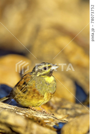 Cirl Bunting, Mediterranean Forest, Spain Cirl Bunting, Mediterranean Forest, Spain 78073752