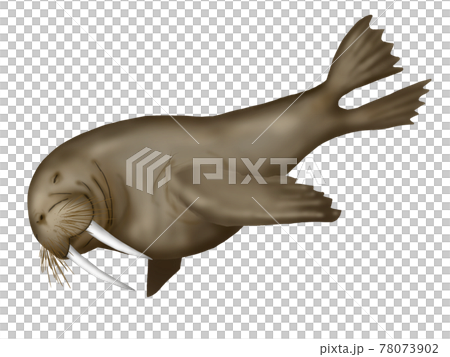Illustration of a swimming walrus Illustration of a swimming walrus 78073902