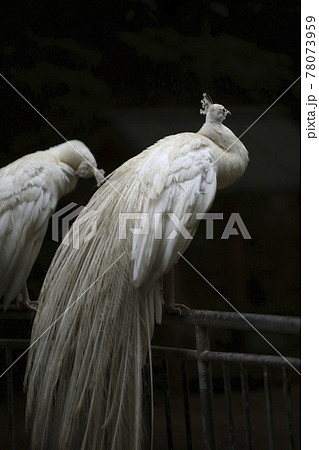 大牟田市　動物園　クジャク、 78073959