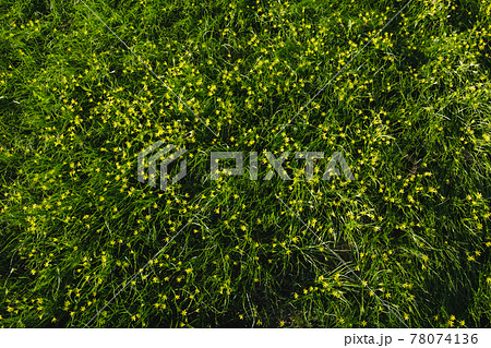Gagea minima flowers and grass outdoors Gagea minima flowers and grass outdoors 78074136