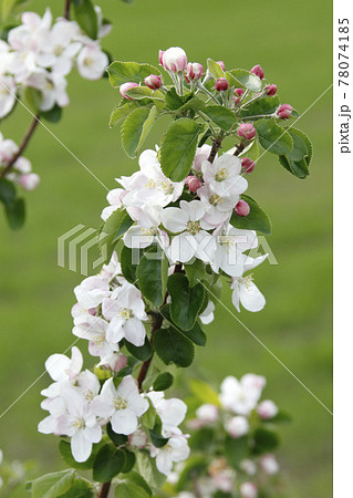 りんごの花 リンゴの花 アップル 北海道産の写真素材