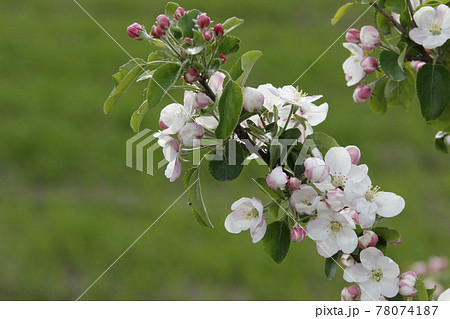 りんごの花　リンゴの花　アップル　北海道産 78074187