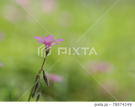 初夏の野原のイモカタバミ 78074249