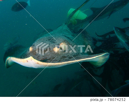 伊戸のアカエイ 78074252