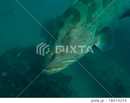 伊戸のクエ 78074254