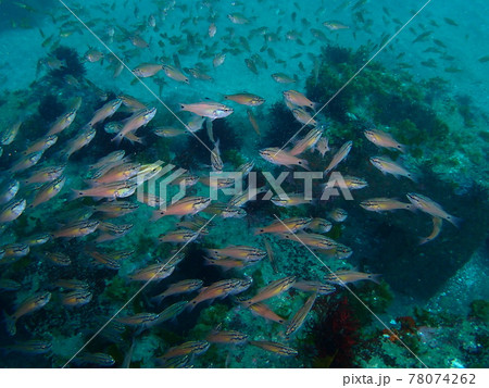 伊戸のネンブツダイの群れ 78074262