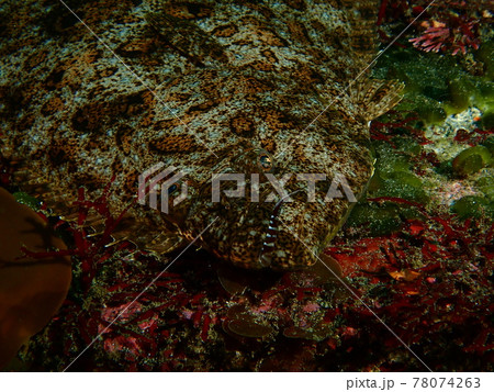 伊戸のヒラメ 78074263