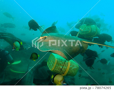 伊戸のアカエイ 78074265