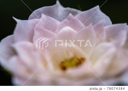 薔薇の花弁の写真素材 薔薇の花弁の写真素材