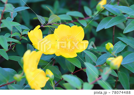 ヒペリカム・ヒドコート（大輪キンシバイ）　花とつぼみ 78074488