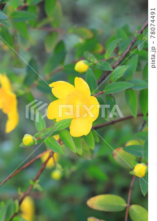ヒペリカム・ヒドコート（大輪キンシバイ）　花とつぼみ 78074491