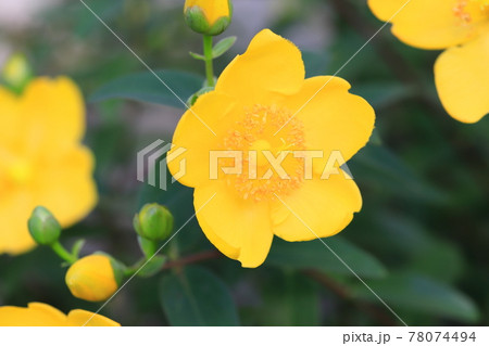 ヒペリカム・ヒドコート(大輪キンシバイ) 花とつぼみ ヒペリカム・ヒドコート(大輪キンシバイ) 花とつぼみ 78074494