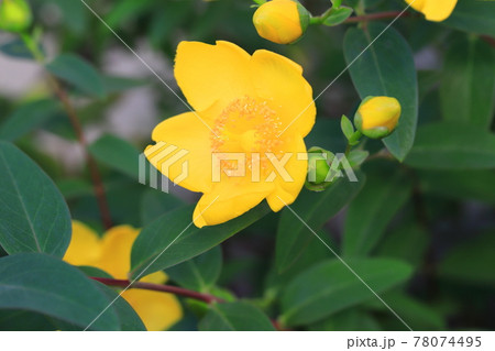 ヒペリカム・ヒドコート（大輪キンシバイ）　花とつぼみ 78074495
