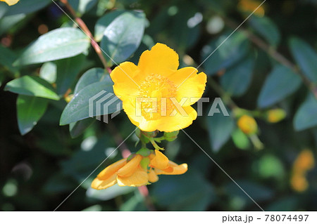 ヒペリカム・ヒドコート（大輪キンシバイ）　花とつぼみ 78074497