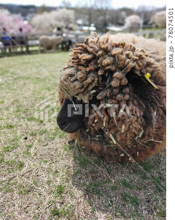 まんまる羊 78074501
