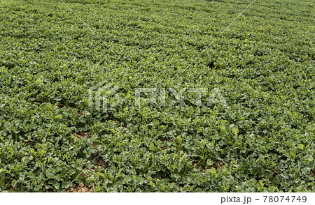 Spring field with winter rape plants. Agriculture, cultivating. 78074749