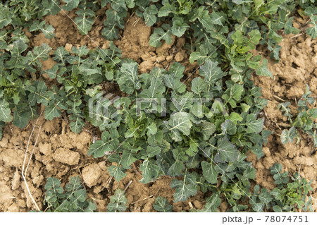 Close up of winter rape plants on a spring field. Agriculture, cultivating. 78074751