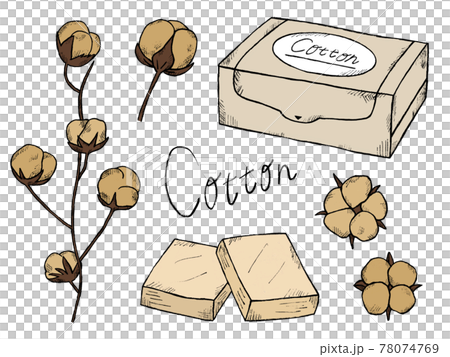 Handwritten illustration image of organic cotton or cotton Handwritten illustration image of organic cotton or cotton 78074769