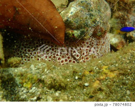 大瀬崎のラッパウニ 78074802