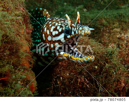 大瀬崎のトラウツボ 78074805