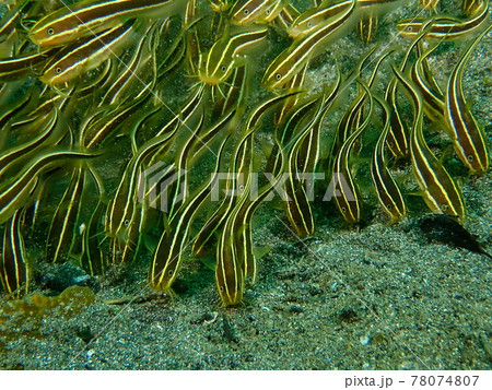 大瀬崎のゴンズイの子供 78074807