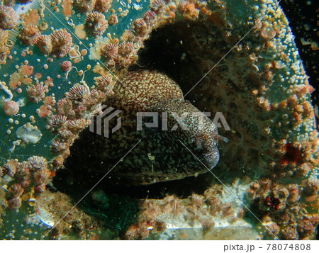 大瀬崎のウツボ 78074808