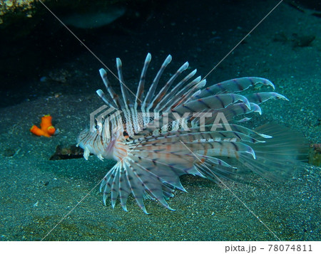 大瀬崎のミノカサゴ 78074811