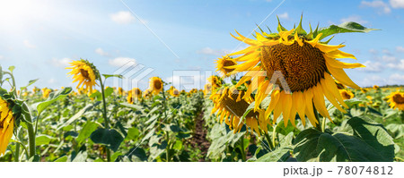 Scenic booming rows of green yellow sunflowers plant plantation field meadow against clear cloudy blue sky horizon bright sunny day. Nature country rural agricultural landscape. Wide panoramic banner 78074812