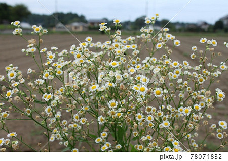 夏の草花 夏の草花 78074832
