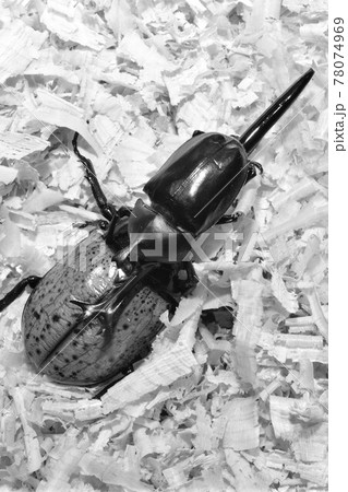 昆虫バトル　カブトムシ対決 78074969