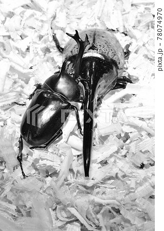 昆虫バトル　カブトムシ対決 78074970