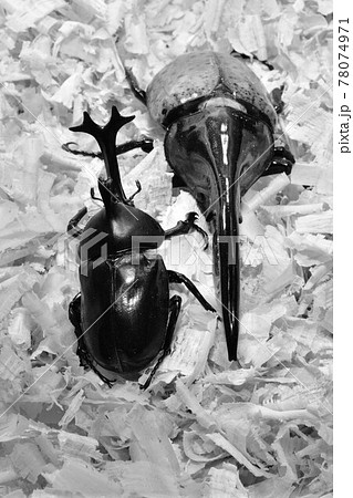 昆虫バトル　カブトムシ対決 78074971