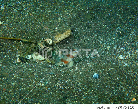 大瀬崎のネジリンボウ 78075210